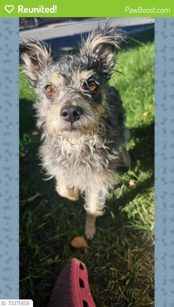 Reunited Male Dog last seen Between Bartave and orchard lane, Antioch, CA 94509