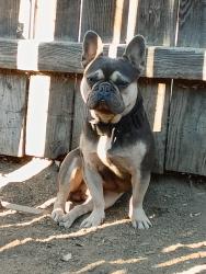 Reunited Male Dog last seen Mountain Ave/Rose Lane Mountain Ave/Golden, Riverside, CA 92505
