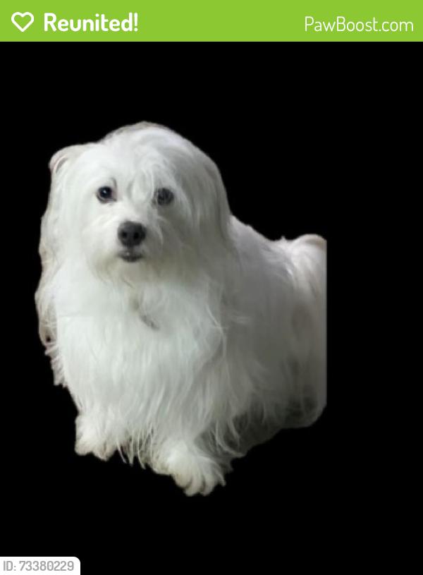 Reunited Male Dog last seen Twinpost Ct, Irving Tx 75062, Irving, TX 75062