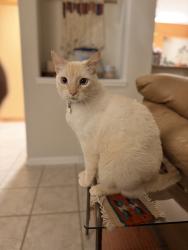 Lost Male Cat last seen Pineloch Dr / El Dorado (btw Space Center Blvd & El Camino Real), Houston, TX 77062