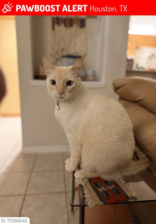Lost Male Cat last seen Pineloch Dr / El Dorado (btw Space Center Blvd & El Camino Real), Houston, TX 77062