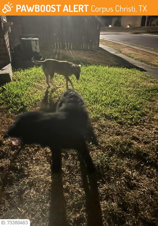 Found/Stray Female Dog last seen Pharaoh Valley, Corpus Christi, TX 78412