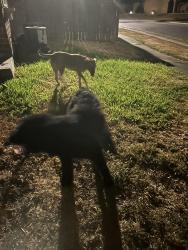 Found/Stray Female Dog last seen Pharaoh Valley, Corpus Christi, TX 78412