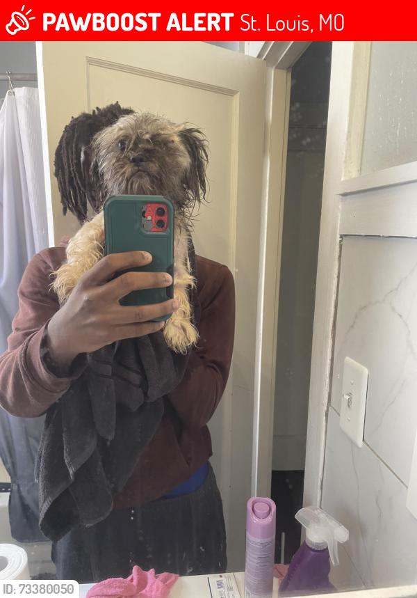 Lost Male Dog last seen Holly hills, St. Louis, MO 63109