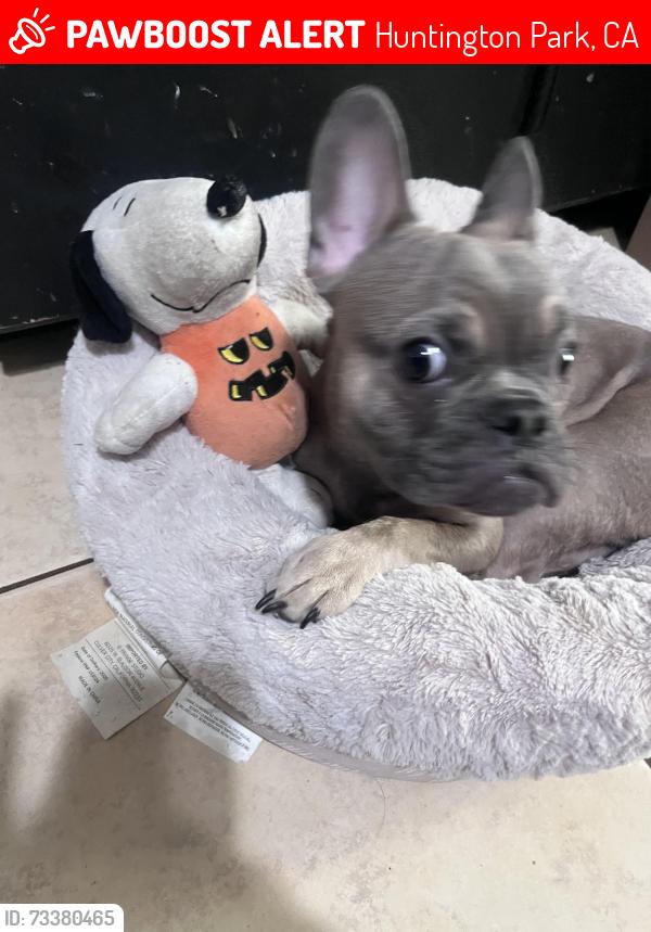 Lost Male Dog last seen Santa Ana st and long beach by Starbucks, Huntington Park, CA 90255