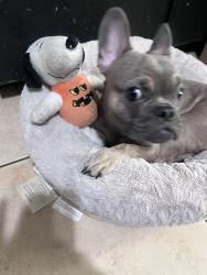 Lost Male Dog last seen Santa Ana st and long beach by Starbucks, Huntington Park, CA 90255