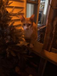 Found/Stray Male Cat last seen McDougal, Mahomet, IL 61853