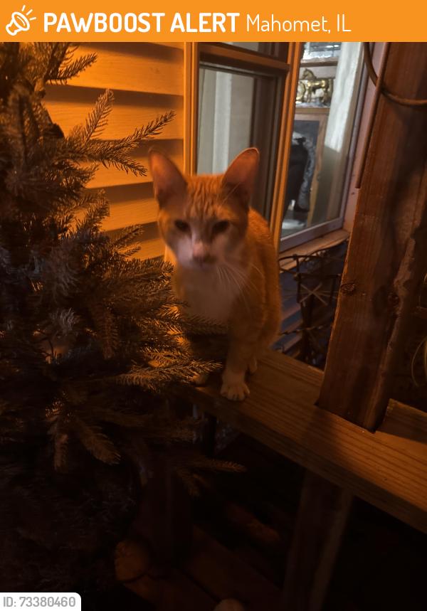 Found/Stray Male Cat last seen McDougal, Mahomet, IL 61853