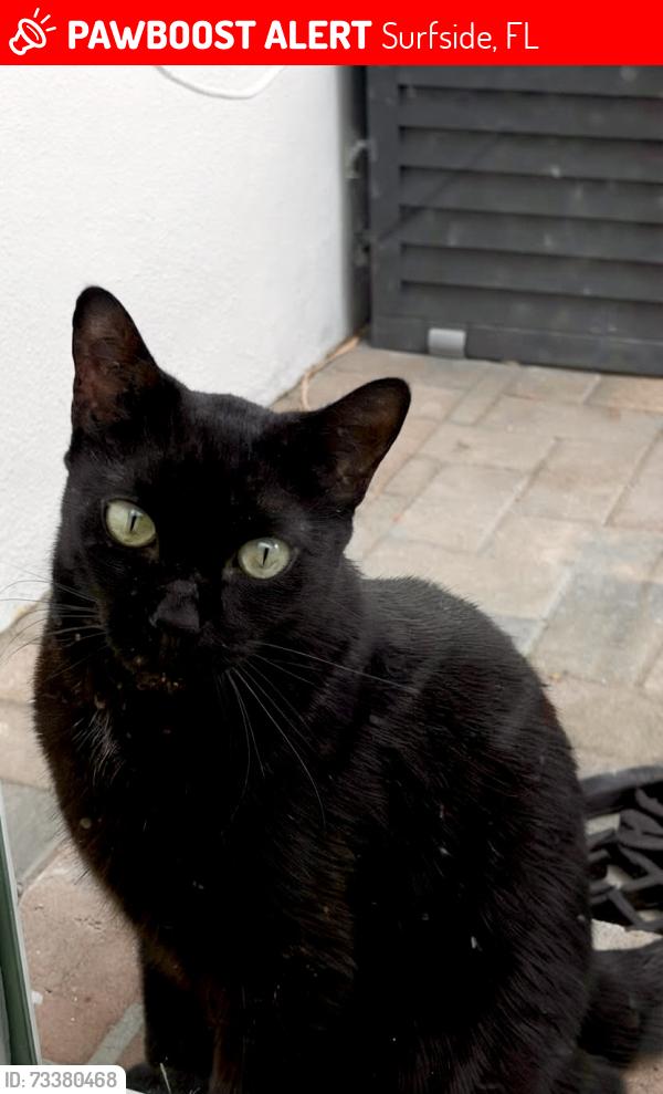 Lost Female Cat last seen Dickens Ave, Surfside, Surfside, FL 33154