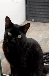 Lost Female Cat last seen Dickens Ave, Surfside, Surfside, FL 33154