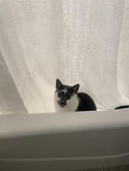 Reunited Male Cat last seen West 16th street between surf and mermaid, Brooklyn, NY 11224