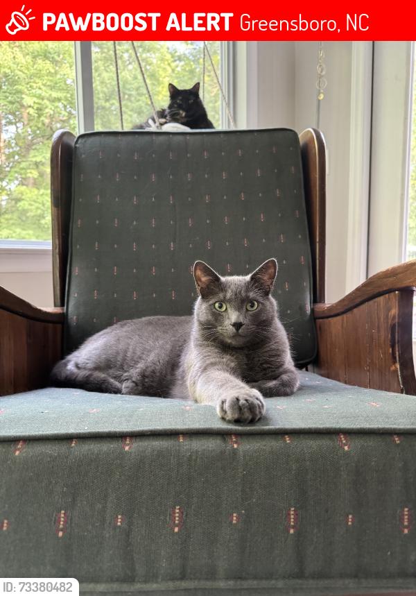 Lost Male Cat last seen Old fox trail, Greensboro, NC 27407