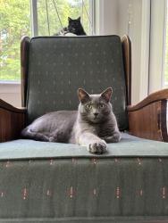Lost Male Cat last seen Old fox trail, Greensboro, NC 27407