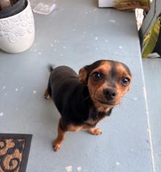 Found/Stray Unknown Dog last seen Rancho san miguel, Saratoga, CA 95070
