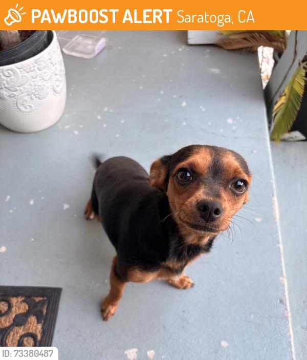 Found/Stray Unknown Dog last seen Rancho san miguel, Saratoga, CA 95070