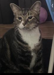 Lost Male Cat last seen By library, Loudon, TN 37774