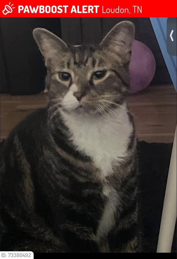 Lost Male Cat last seen By library, Loudon, TN 37774