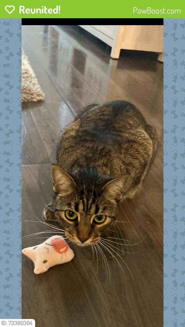 Reunited Female Cat last seen Southern Valley loop, Brooksville, FL 34601