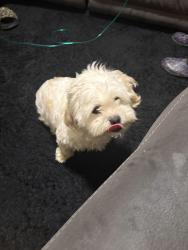 Found/Stray Female Dog last seen Patapsco, Baltimore, MD 21225