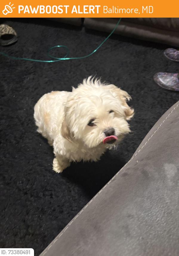 Found/Stray Female Dog last seen Patapsco, Baltimore, MD 21225