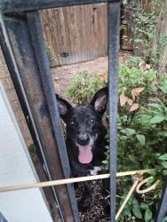 Found/Stray Unknown Dog last seen Saddle Ridge rd, Arlington, TX 76016