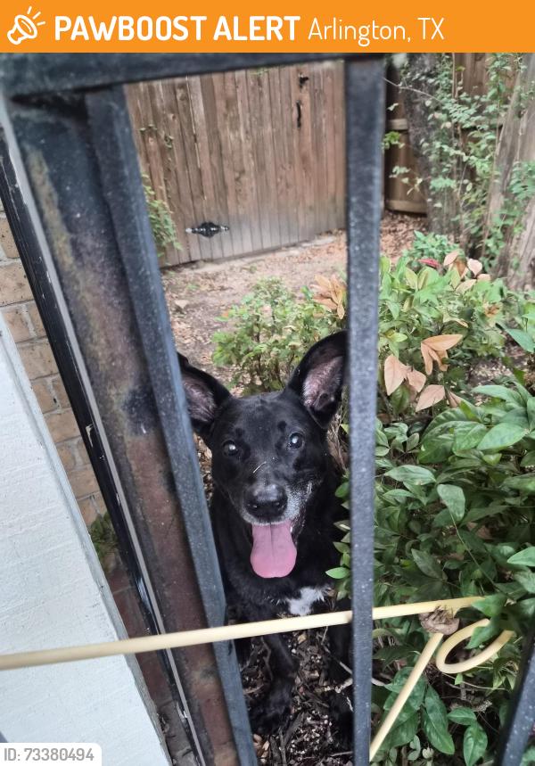 Found/Stray Unknown Dog last seen Saddle Ridge rd, Arlington, TX 76016