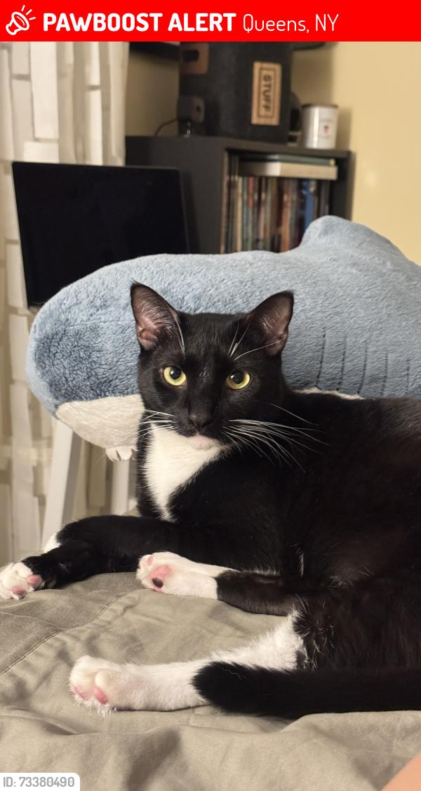 Lost Male Cat last seen 58th Ave and 196th street, Queens, NY 11365