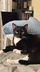 Lost Male Cat last seen 58th Ave and 196th street, Queens, NY 11365