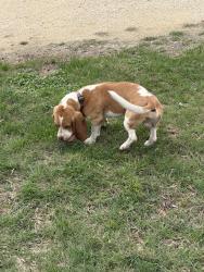 Lost Male Dog last seen Our Home in Leon Valley, Leon Valley, TX 78240