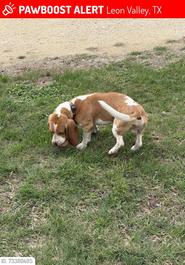 Lost Male Dog last seen Our Home in Leon Valley, Leon Valley, TX 78240