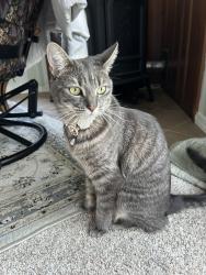 Reunited Female Cat last seen Near polk lane Windsor Locks CT 06096, Windsor Locks, CT 06096