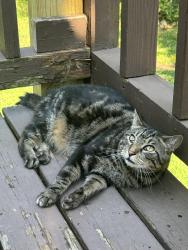 Lost Male Cat last seen Mountain Glen Road, Ringwood, NJ 07456