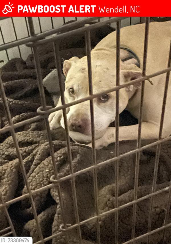 Lost Male Dog last seen Mudham Rd Wendell NC 27591, Wendell, NC 27591