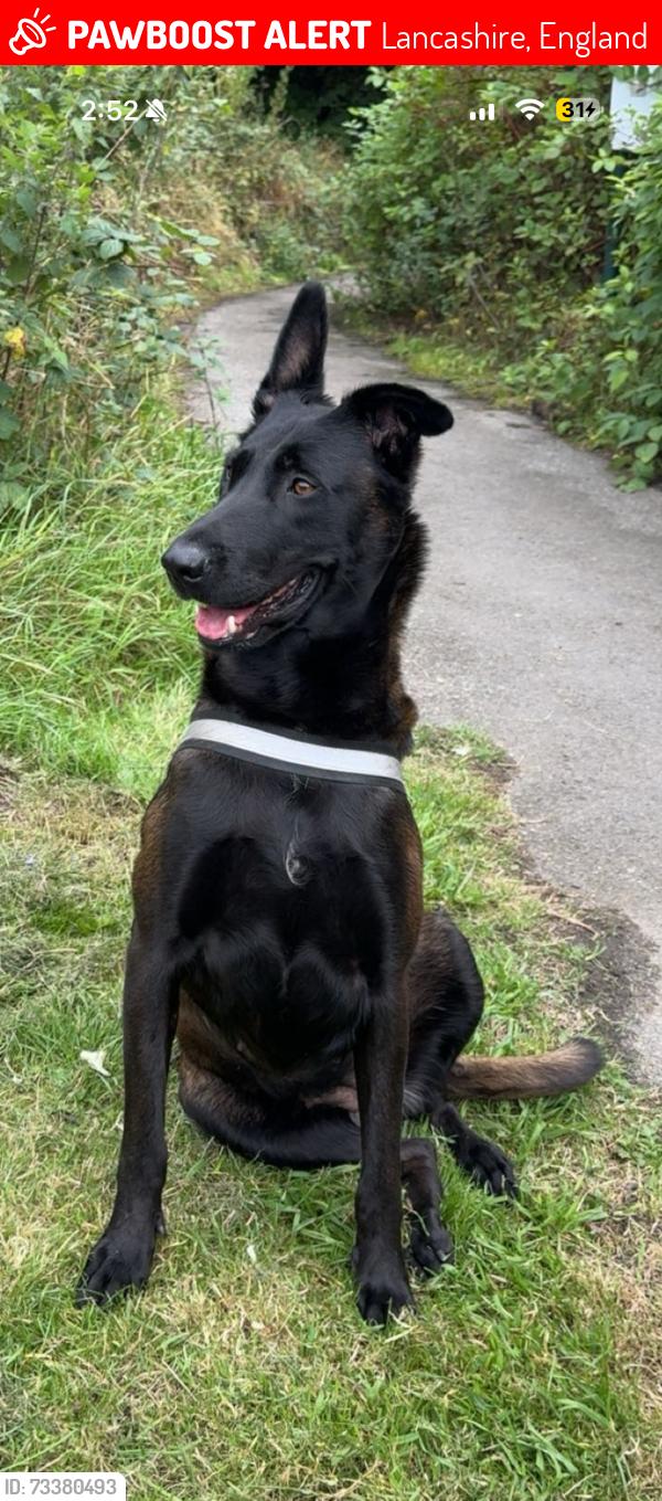 Lost Female Dog last seen Holbeck park, Thompson Park, Drippers,, Lancashire, England 