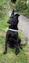 Lost Female Dog last seen Holbeck park, Thompson Park, Drippers,, Lancashire, England 