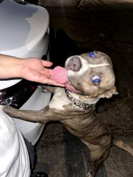 Found/Stray Male Dog last seen 4th street and N watermen ave, San Bernardino, CA 92410