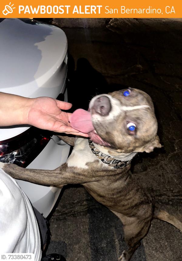 Found/Stray Male Dog last seen 4th street and N watermen ave, San Bernardino, CA 92410