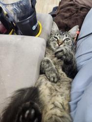 Lost Male Cat last seen Broward and DePaul, Jacksonville, FL 32218
