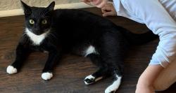 Lost Male Cat last seen Bellair Ave and 12th street, Fair Lawn, NJ 07410