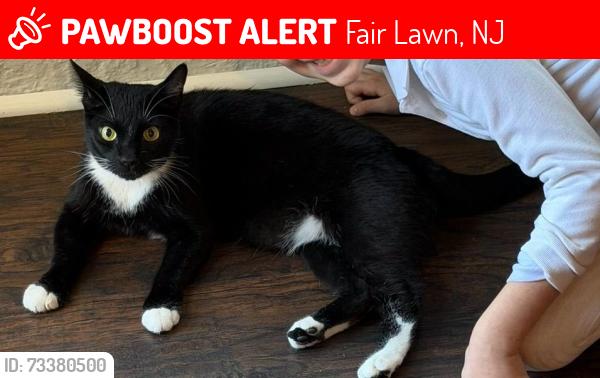 Lost Male Cat last seen Bellair Ave and 12th street, Fair Lawn, NJ 07410