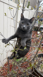 Lost Male Cat last seen Paperbark Ave and Peter Rupert, Vaughan, ON L6A 0Y2