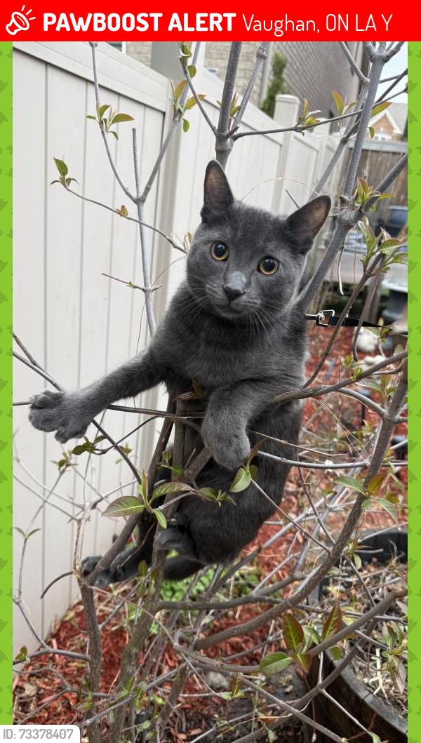 Lost Male Cat last seen Paperbark Ave and Peter Rupert, Vaughan, ON L6A 0Y2