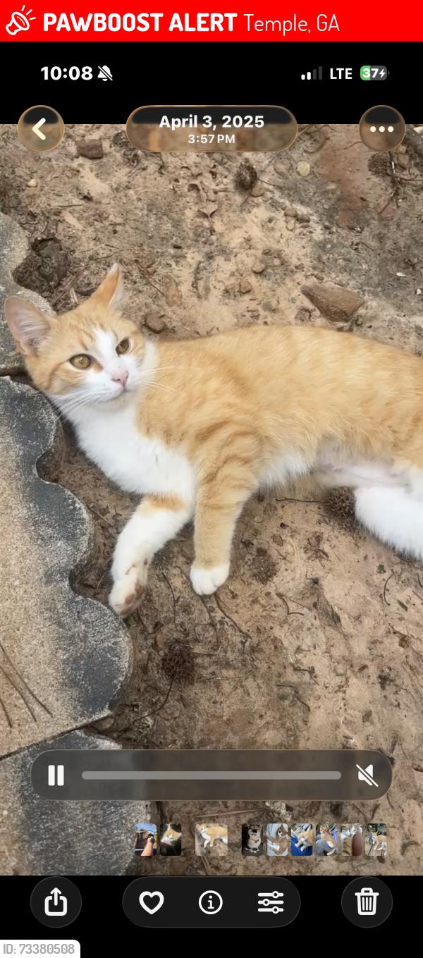 Lost Female Cat last seen Morgan rd/asbury rd, Temple, GA 30179