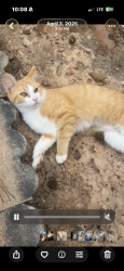 Lost Female Cat last seen Morgan rd/asbury rd, Temple, GA 30179