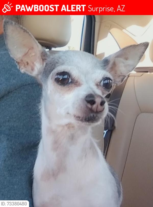 Lost Female Dog last seen Bell rd and grand ave, Surprise, AZ 85374
