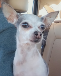 Lost Female Dog last seen Bell rd and grand ave, Surprise, AZ 85374