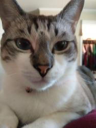 Lost Male Cat last seen Hwy 20, Prime Storage, BP, Conyers, GA 30094