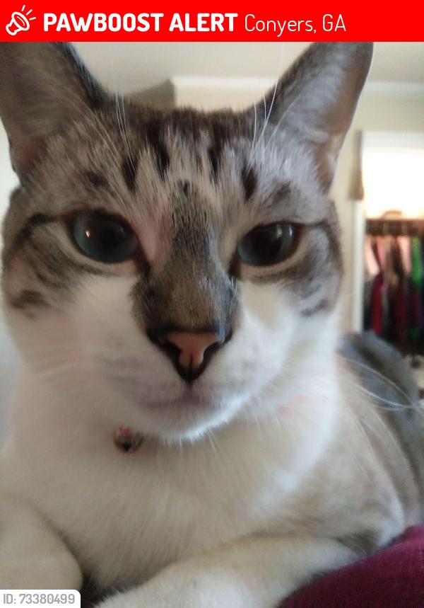 Lost Male Cat last seen Hwy 20, Prime Storage, BP, Conyers, GA 30094