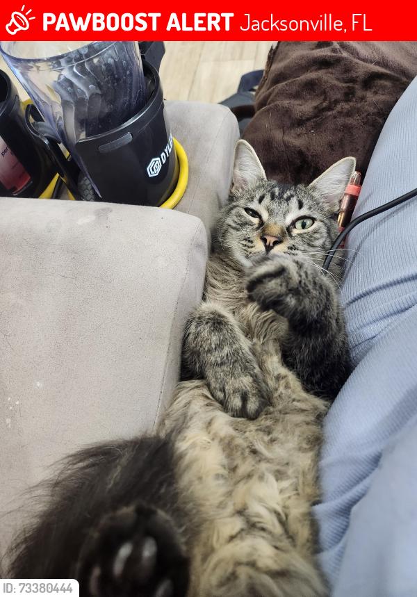 Lost Male Cat last seen Broward and DePaul, Jacksonville, FL 32218