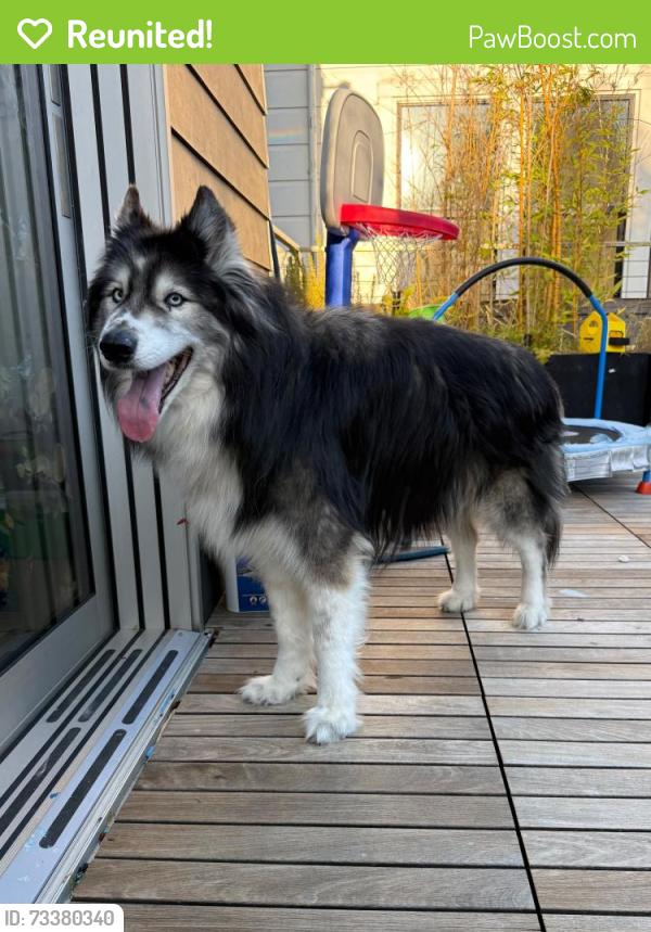 Reunited Male Dog last seen Day & Dolores, San Francisco, CA 94110